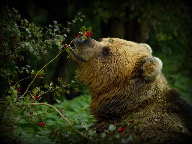 brown bear eating